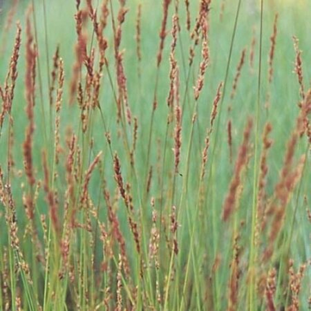 Molinia caerulea 'Edith Dudszus' P9 - afbeelding 1