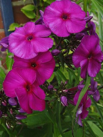 Phlox paniculata 'Düsterlohe' P9 - afbeelding 1