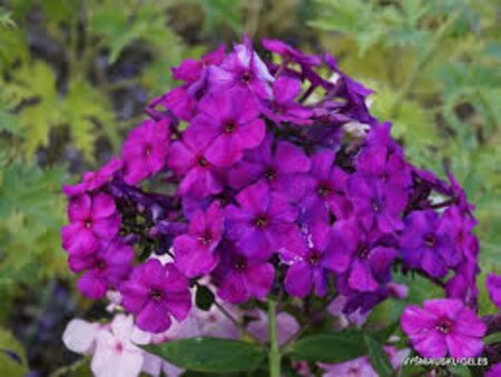 Phlox paniculata 'Düsterlohe' P9 - afbeelding 2