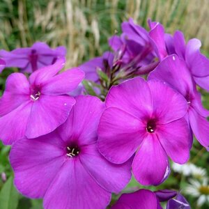 Phlox paniculata 'Düsterlohe' P9 - afbeelding 3