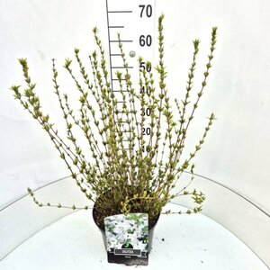 Deutzia gracilis C1.5 - afbeelding 5