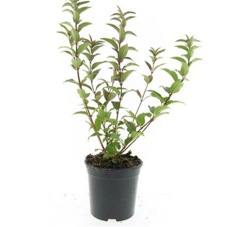 Deutzia gracilis C1.5 - afbeelding 1