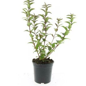 Deutzia gracilis C1.5 - afbeelding 1