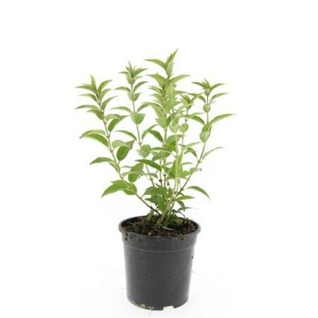 Deutzia gracilis C1.5 - afbeelding 3