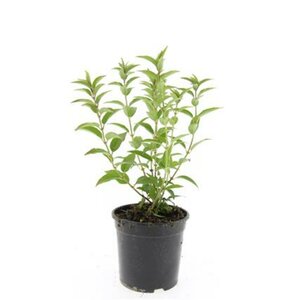 Deutzia gracilis C1.5 - afbeelding 3