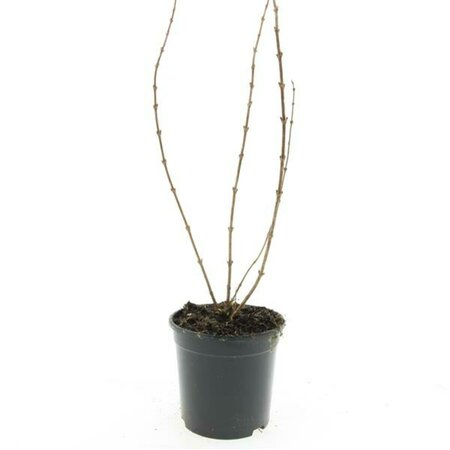 Deutzia gracilis C1.5 - afbeelding 2