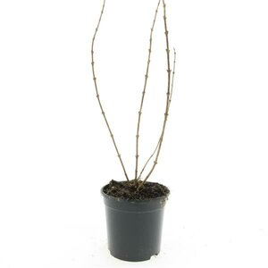 Deutzia gracilis C1.5 - afbeelding 2