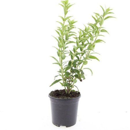 Deutzia gracilis C1.5 - afbeelding 4