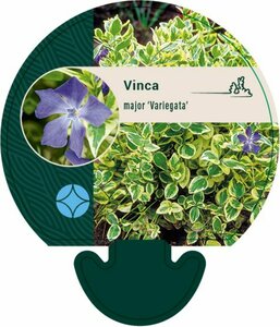 Vinca major 'Variegata' P9 - afbeelding 3