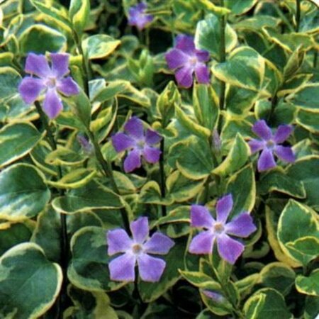 Vinca major 'Variegata' P9 - afbeelding 2