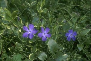 Vinca major 'Variegata' P9 - afbeelding 1