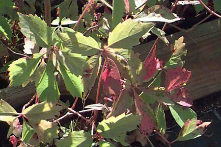 Parthenocissus quinquefolia 80/100 C. - afbeelding 2
