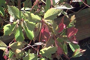Parthenocissus quinquefolia 80/100 C. - afbeelding 2
