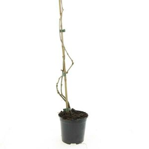 Parthenocissus quinquefolia 80/100 C. - afbeelding 4