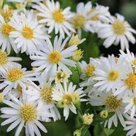 Aster ageratoides 'Ashvi' P9 - afbeelding 1