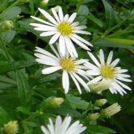 Aster ageratoides 'Ashvi' P9 - afbeelding 2