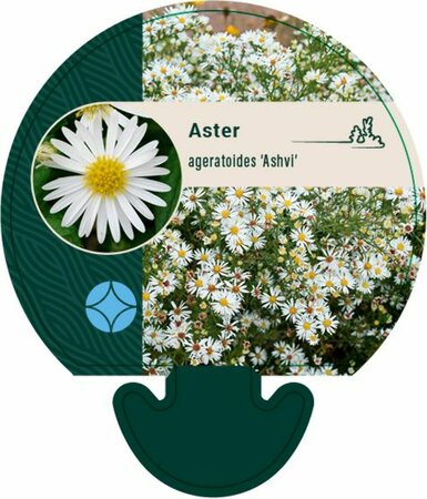 Aster ageratoides 'Ashvi' P9 - afbeelding 3