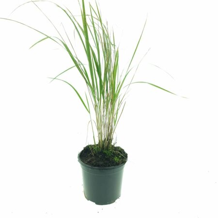Calamagrostis acutiflora 'Karl Foerster' C2 - afbeelding 7