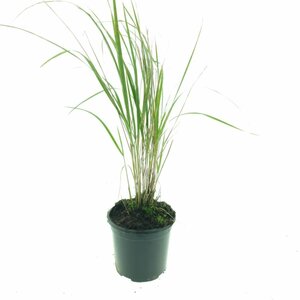 Calamagrostis acutiflora 'Karl Foerster' C2 - afbeelding 7