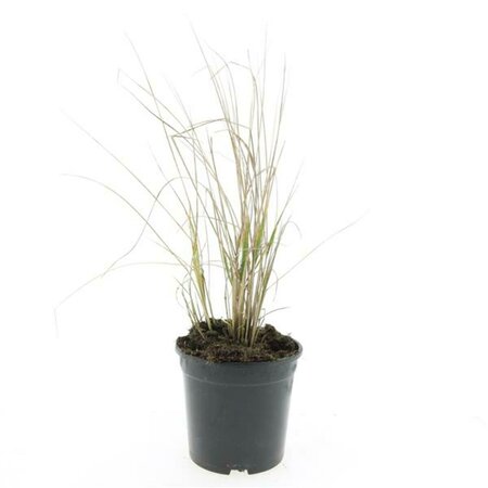 Calamagrostis acutiflora 'Karl Foerster' C2 - afbeelding 5