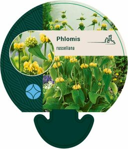 Phlomis russeliana P9 - afbeelding 3