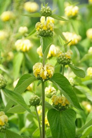 Phlomis russeliana P9 - afbeelding 1