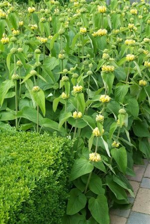 Phlomis russeliana P9 - afbeelding 2