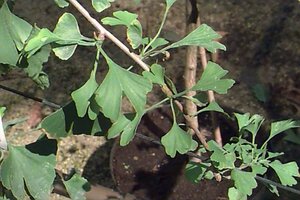 Ginkgo biloba 8-10 C.  - afbeelding 2