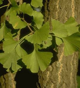 Ginkgo biloba 8-10 C.  - afbeelding 3