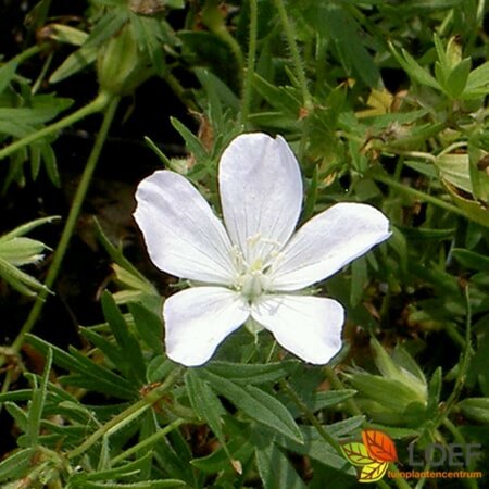 Geranium sanguineum 'Album' P9 - afbeelding 1