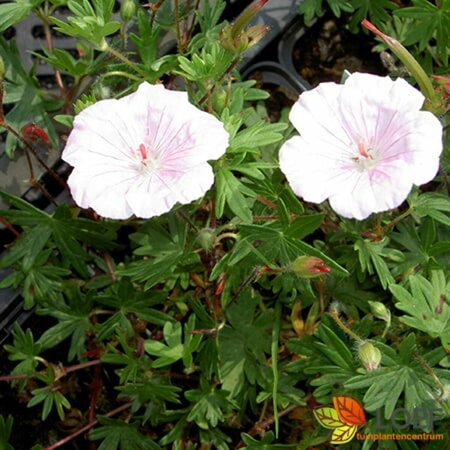 Geranium sanguineum 'Album' P9 - afbeelding 2