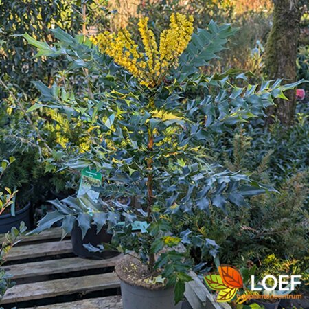 Mahonia media 'Charity' 60/80 C. - afbeelding 1