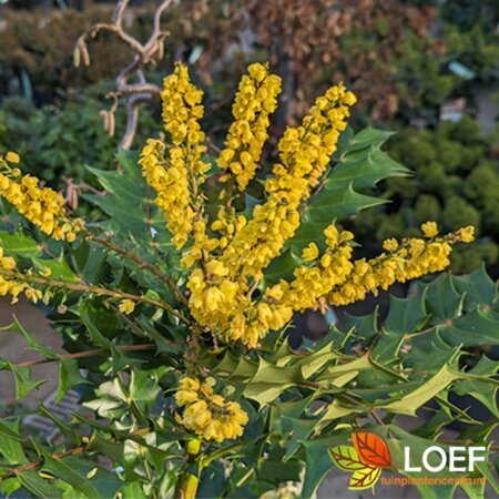 Mahonia media 'Charity' 60/80 C. - afbeelding 2