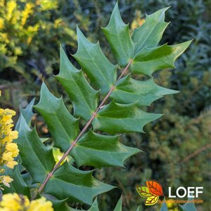 Mahonia media 'Charity' 60/80 C. - afbeelding 3