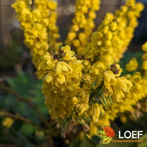 Mahonia media 'Charity' 60/80 C. - afbeelding 4