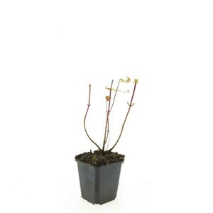 Hypericum inodorum 'Rheingold' C1.5 - afbeelding 9