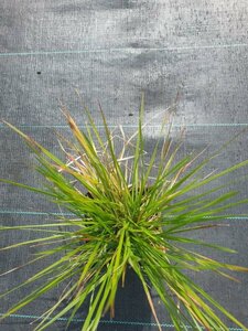 Deschampsia cespitosa 'Goldtau' C2 - afbeelding 2