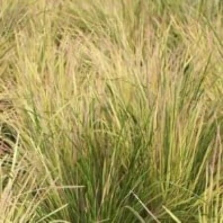 Deschampsia cespitosa 'Goldtau' C2 - afbeelding 4