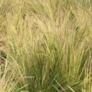 Deschampsia cespitosa 'Goldtau' C2 - afbeelding 4