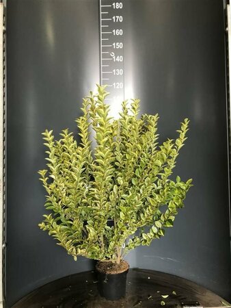 Ligustrum ovalifolium 'Aureum' 60/80 C.