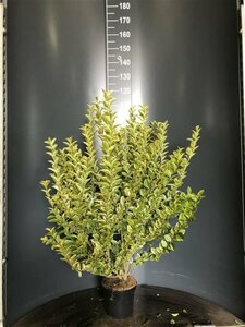 Ligustrum ovalifolium 'Aureum' 60/80 C.
