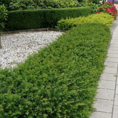 Taxus baccata 'Repandens' 25/30 C. - afbeelding 2