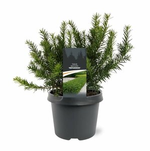 Taxus baccata 'Repandens' 25/30 C. - afbeelding 1