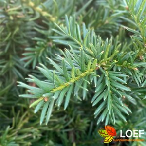 Taxus baccata 'Repandens' 25/30 C. - afbeelding 3