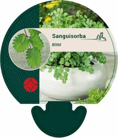 Sanguisorba minor P9 - afbeelding 1