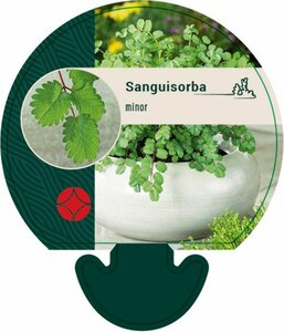 Sanguisorba minor P9 - afbeelding 1