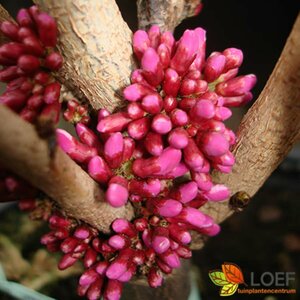 Cercis chinensis 'Avondale' 80/100 C.