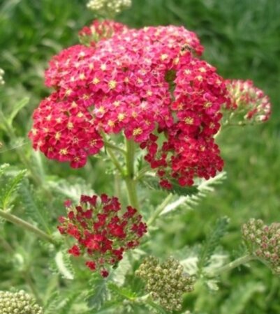 Achillea millefolium 'Red Velvet' P9 - afbeelding 1