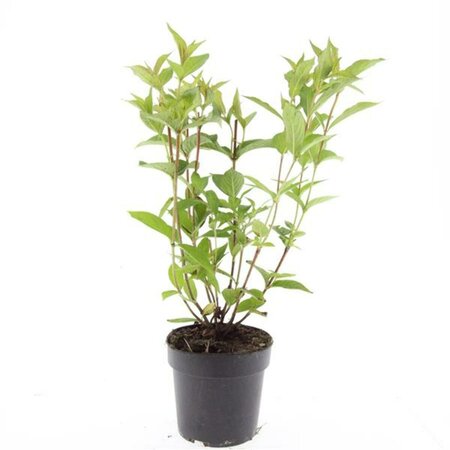 Weigela 'Bristol Ruby' 50/60 C.  - afbeelding 3