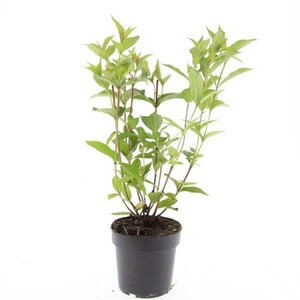 Weigela 'Bristol Ruby' 50/60 C.  - afbeelding 3